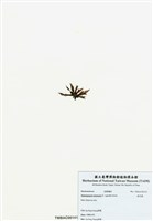 藏品(旋花藻)的圖片